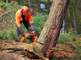 West Point, GA Tree Removal Services Company