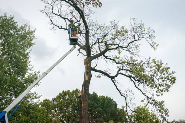 Best Tree Health Inspection  in West Point, GA